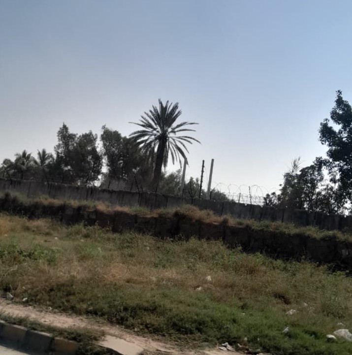 Vines consuming a jail boundary wall